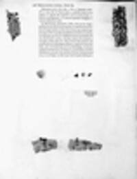 Stegonsporium ovatum image
